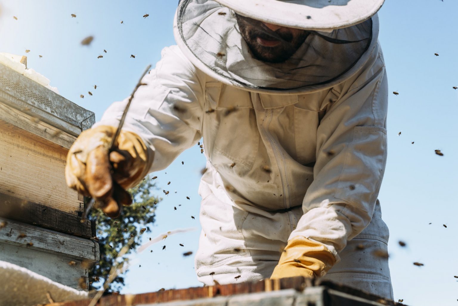 A beekeeper in protective gear inspects a beehive surrounded by flying bees under a clear blue sky, preparing to harvest sweet local honey.
