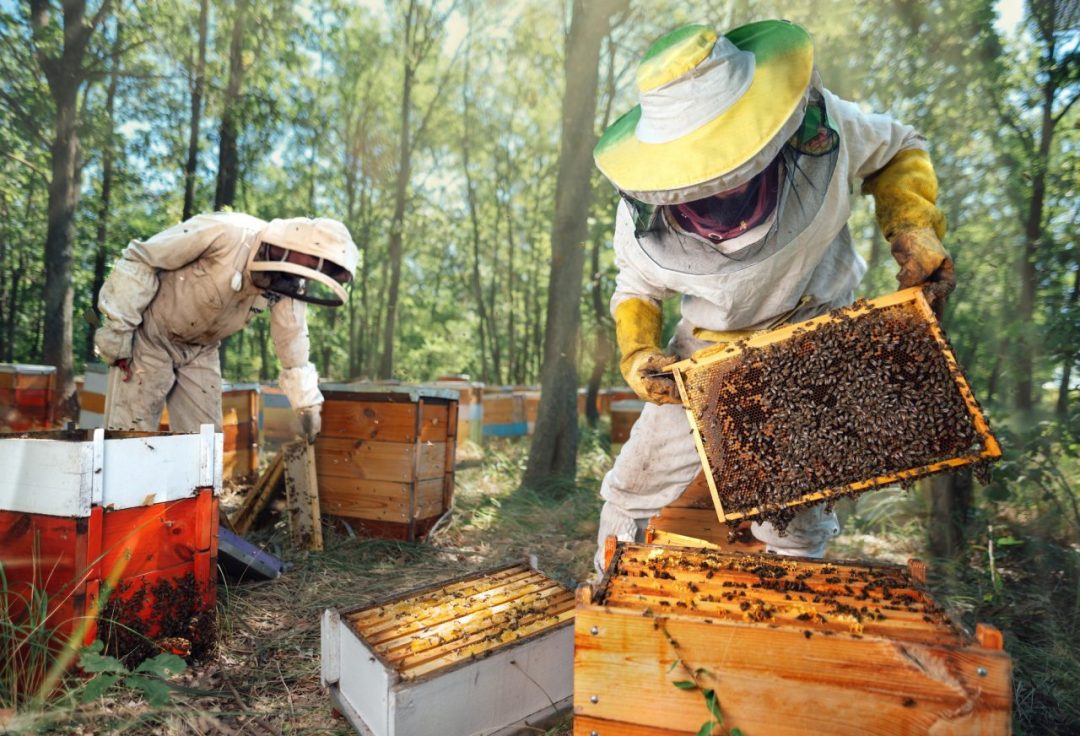 Two beekeepers in protective suits inspect beehives in a forest. One examines a frame covered with bees, while the other works nearby, surrounded by several wooden boxes promising sweet local honey.